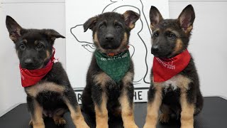 Dramatic little German Shepherd puppies SO CUTE [upl. by Toombs]