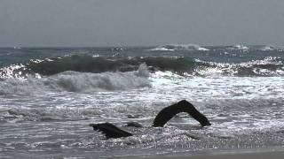 Panasonic HCV757 extrem Slowmotion  Costa Rica  rauhes karibisches Meer [upl. by Nnahtebazile]