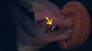 The Biggest Jellyfish Ever Discovered [upl. by Pearce610]