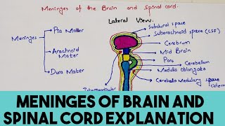 Meninges Of Brain And Spinal Cord Explanation in easy way  Neuroanatomy [upl. by Tod]