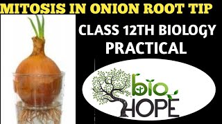 EXPERIMENT PREPARE A TEMPORARY MOUNT OF ONION ROOT TIP TO STUDY MITOSIS BYSHAREEF SIR FOR 12 BIO [upl. by Laeynad286]