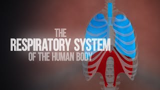 Respiratory System of the Human Body  How the Lungs Work Animation [upl. by Feodore]