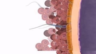 General Embryology  Detailed Animation On Fertilization [upl. by Shandy]