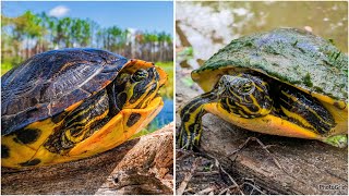 Yellow Bellied Sliders VS Cooters How to Tell The Differences [upl. by Deborath]