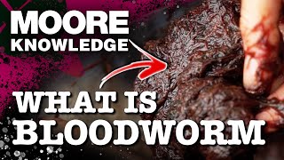 WHY BLOODWORM IS THE MOST EFFECTIVE BIG CARP ATTRACTOR 🪱 [upl. by Cissiee99]