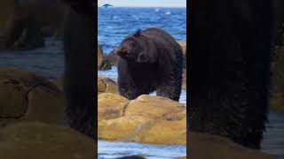 Bear 🐻reech ریچھ animal viral shorts wild bear reech villagelife [upl. by Gaivn]