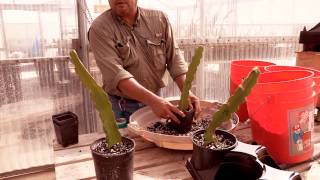 How to Plant Pitahaya Cuttings [upl. by Esme]