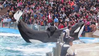 SHOW de Orcas y Delfines MUNDO MARINO San Clemente Focas Lobos Marinos Pingüinos [upl. by Waynant]