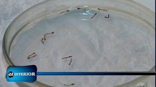 Número de larvas do mosquito da dengue encontradas em Araçatuba é 11 vezes maior que o recomendado [upl. by Arianne269]