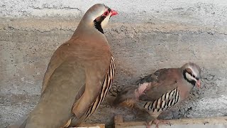 Raising Chukar Partridge  Chukar Partridge Raising [upl. by Yedrahs]