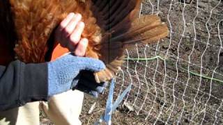 How to clip a chickens wings [upl. by Michella]