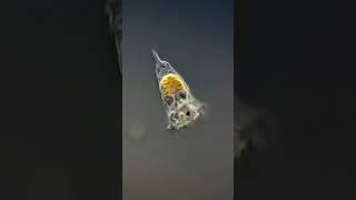 This is a Planktonic Rotifer Named Synchaeta biodiary shorts microscopicview viralvideo 👍🤗 [upl. by Drofdarb]