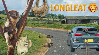 Monkeys Car Surfing at Longleat Safari Park [upl. by Atrice]