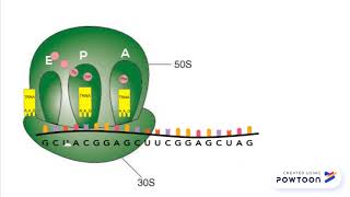 Chloramphenicol Mechanism of Action [upl. by Elauqsap]