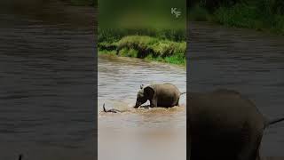 A Calfs Struggle An Elephant Familys Perilous River Crossing [upl. by Pacificas642]