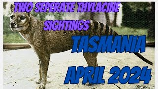 Thylacine sightings x 2 April 2024 One with James and co 2nd with Jacko [upl. by Navets517]