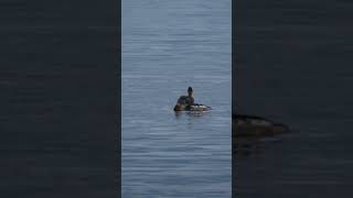 Merganser ducks Nature Mergus Water Relax [upl. by Atinram]