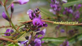 Hardenbergia Growing Guide by GardenersHQ [upl. by Eiger743]