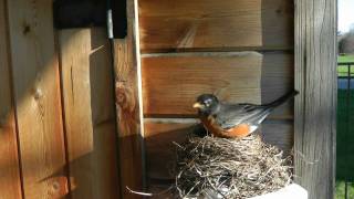 Robins Nesting quotMichael Bublequot quotFeelin Goodquot quotAmerican Robinquot Nest Nests Bird Birds Pets Birder [upl. by Siuqram]