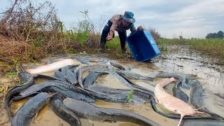 Top fishing skill catch a lot of fish by hand at field Catch fish a lot Unique Fishing Skill [upl. by Saffian809]