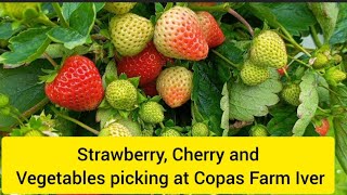 Picking Strawberries and Vegetables at the Copas Farm Iver in the UK [upl. by Endaira]