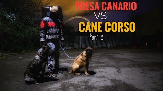 🇮🇹Cane Corso vs Presa Canario🇮🇨 Part 2  🔥Temperament🔥  Differences  Khalifa vs Khaleese 4k [upl. by Aihseyn]