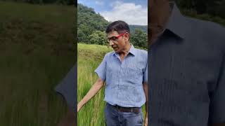 Paddy Oryza sativa Cereal crop cultivated for its grains dhanrice culmkharif shortvideo [upl. by Honebein]