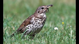 1 hour sound of Song thrush [upl. by Geiss]