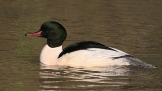 BTO Bird ID  Goosander and Redbreasted Merganser [upl. by Piggy]