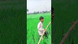 Khet mera 😃😄ll funnyshakimvinesvideo [upl. by Annoiek]