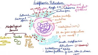 Endoplasmic Reticulum ER Easy drawing [upl. by Sheng]