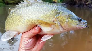 How to catch Murray cod on cheese [upl. by Mattland]