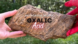 How to Clean Petrified Wood with Oxalic Acid StepbyStep Guide Cheap DIY Brighten amp Sanitize Wood [upl. by Charlet]