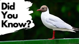 Facts you should know about BLACK HEADED GULLS [upl. by Adur]