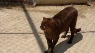 Jaguarundis [upl. by Atineb]