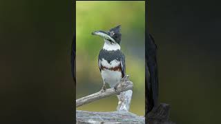 Belted Kingfisher  birds kingfisher birdslover wildlife wildlifephotography sonyalpha [upl. by Bashee]