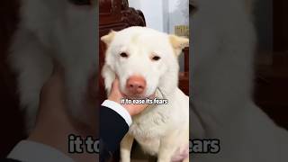 Why does the puppy keep crying shortvideo rescue cute animals puppy dog abandoned [upl. by Anifad577]