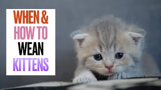 When and How to Wean Kittens [upl. by Kenrick]