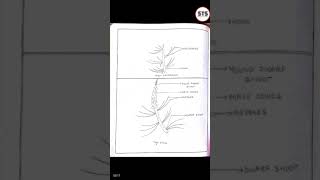 Botany practical  experiment to study adaptations xerophytic plants [upl. by Aslam]