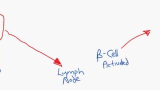 Antibody production overview for HL IB Diploma Biology students [upl. by Assenay]