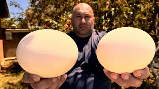 GIANT OSTRICH EGG ON THE SADJ Delicious Recipe [upl. by Jacy600]