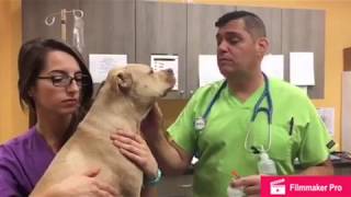 Administering subcutaneous injection in a dog [upl. by Haliak210]