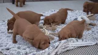 Miniature Labradoodle Puppies For Sale [upl. by Ferna]