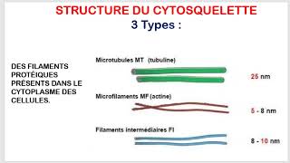 Comprendre les Structures et Fonctions du Cytosquelette Biologie Cellulaire  Partie 4 [upl. by Esra]