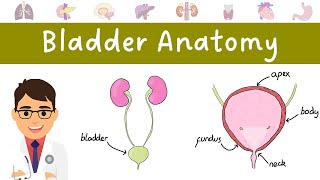 Anatomy of the BLADDER made easy [upl. by Stutzman345]