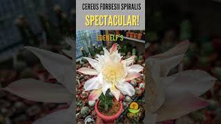 Cereus Forbesii Spiralis ytshorts cactus cactusflowers [upl. by Otrebliw]