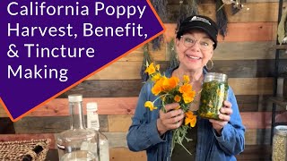 California Poppy Harvest Benefits amp Tincture Making [upl. by Letizia]