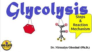 Glycolysis step by step explanation competitiveexams [upl. by Wilden]