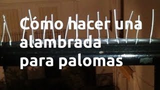 Cómo hacer una alambrada para palomas [upl. by Liscomb]