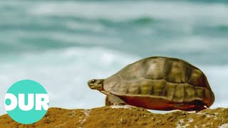 This Video On Turtles Will Change Your Perception Of Them Forever  The Reptiles  Our World [upl. by Ganley192]